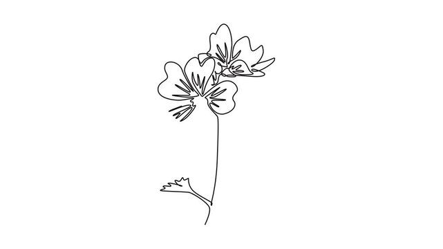 Animated self drawing of continuous line draw beauty fresh purple mallow for home decoration poster wall art. Decorative malva sylvestris flower wedding invitation card. Full length one line animation