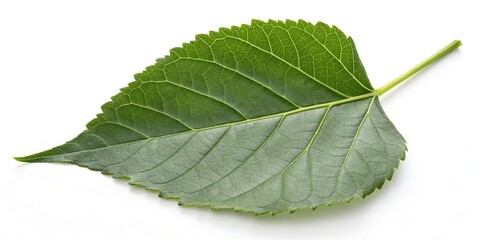 Obraz premium A single large green leaf on a white background with minimal shadows and highlights, foliage, leafy, isolated