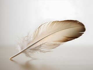 feather on a black background