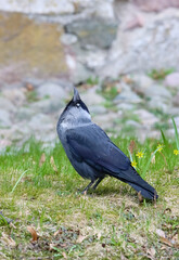 The Jackdaw is a curious urban bird that has adapted to the presence of people. Jackdaw has a thick beak and pale blue-gray eyes. It is a small, sociable crow with very dark grey plumage.