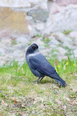 The Jackdaw is a curious urban bird that has adapted to the presence of people. Jackdaw has a thick beak and pale blue-gray eyes. It is a small, sociable crow with very dark grey plumage.