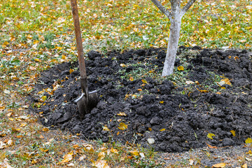 digging the soil with a shovel in the garden. a shovel stuck into the ground in the garden. planting seedlings in the garden. planting trees in the garden. 
