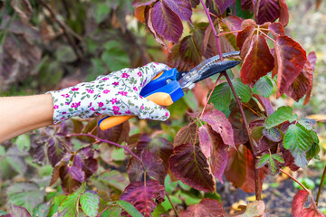gardener trims dry blackberry branch, close-up.  pruning a blackberry bush with pruning shears....