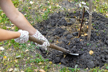 planting a tree seedling in the garden. man with a shovel. dig a hole. planting seedlings in the...