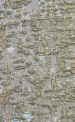 Beautiful close-up of the bark of albizia julibrissin