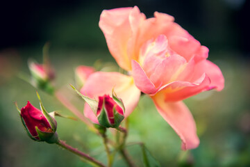 Obraz premium Beautiful orange rose on a green background. Close up.