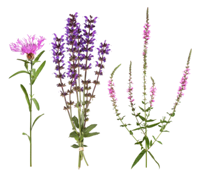 The wildflowers knapweed, meadow sage and purple loosestrife