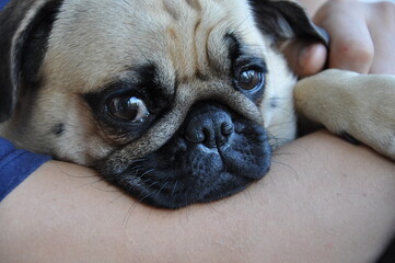 Adorable Pug with Big Kind Eyes: The Perfect Loyal and Loving Companion
