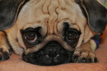 Obraz premium Adorable Pug with Big Kind Eyes: The Perfect Loyal and Loving Companion