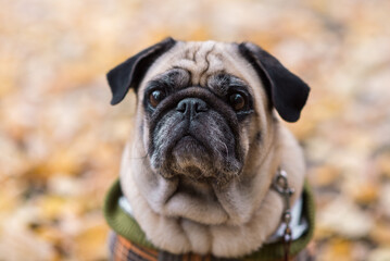 Fototapeta premium Serious Pug Sitting in Autumn Leaves: The Best and Cutest Friend of Humans