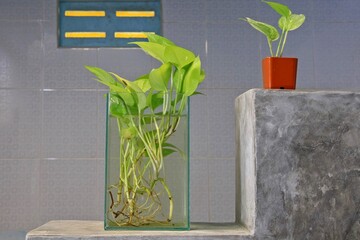 Pothos in a square glass vase for purifying the air in the bathroom