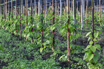 Planting betel leaves on embankments dug as canals
