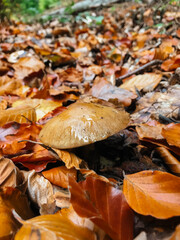 A mushroom is sitting on top of a pile of leaves