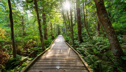 Obraz premium 푸른 숲속을 따라 이어진 나무데크 산책로