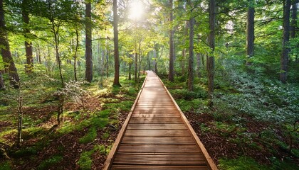 Obraz premium 푸른 숲속을 따라 이어진 나무데크 산책로