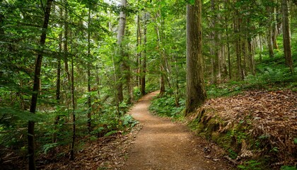 Obraz premium 푸른 숲속을 따라 이어진 산책, 트레일 코스