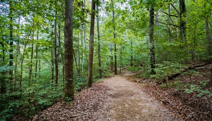 Fototapeta premium 푸른 숲속을 따라 이어진 산책, 트레일 코스