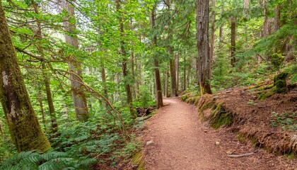 Fototapeta premium 푸른 숲속을 따라 이어진 산책, 트레일 코스