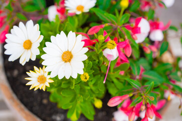 Fuchsia and dandelion flowers in a pot.