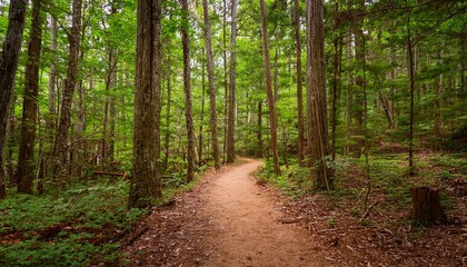 Fototapeta premium 푸른 숲속을 따라 이어진 산책, 트레일 코스