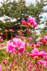 Outdoor landscape garden in North Vancouver, British Columbia, Canada.