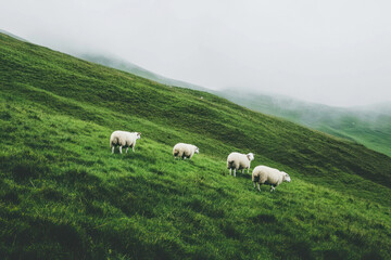 Fototapeta premium Sheep graze quietly on expansive hills with misty air