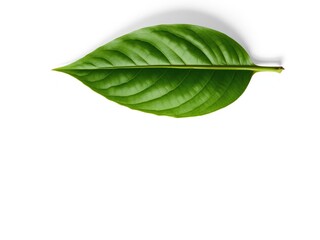 Obraz premium Single green cocoa leaf unfolds on a crisp white background, showcasing its intricate veins and delicate texture, earthy tone, botanical illustration