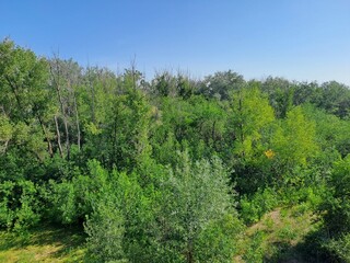 trees in the forest