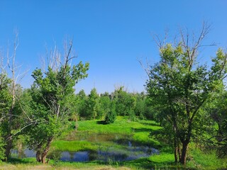 Obraz premium trees in the field