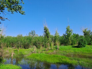 forest lake in the summer
