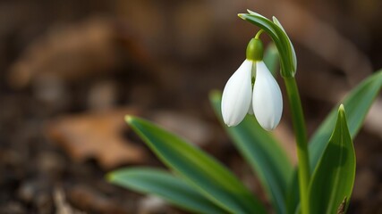 Fototapeta premium snowdrop galanthus nivalis first spring flower white flower with green leaves, bulbous perennials, winter aconite