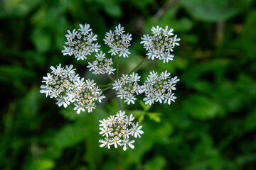 Wiesen-Bärenklau. Lateinisch: Heracleum sphondylium L. Aus der Familie der Apiaceae