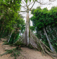 The Lupuna tree in the Peruvian Amazon. It reaches up to 70 meters in height and its trunk can...