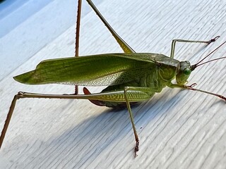 close up of green grasshopper on a surface