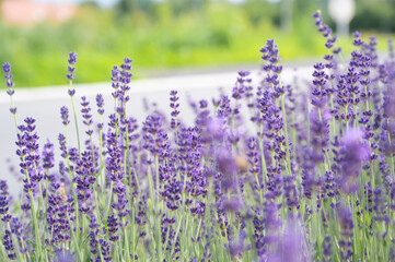 Lavender flowers on a meadow. Background with violet flowers, selective focus.