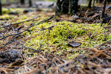 A close-up of yellow-green moss on a forest floor with pine needles, twigs, and blurred tree trunks.
