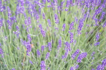Obraz premium Lavender flowers on a meadow. Background with violet flowers, selective focus.