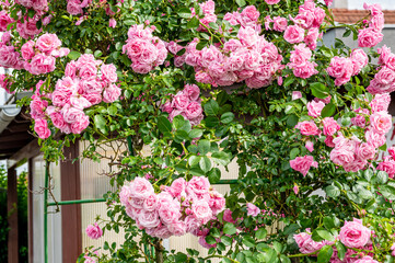 Pink flowers, buds, pink roses in the garden.