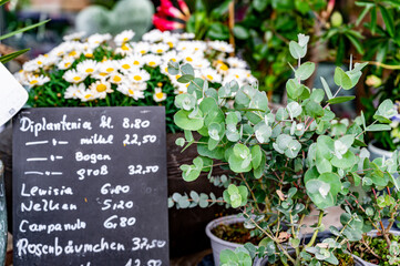 Flower shop counter. Table with plant names and prices