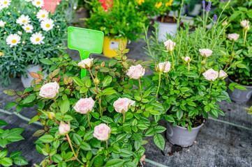 Pink flowers, buds of rose flower. Potted rose bush.