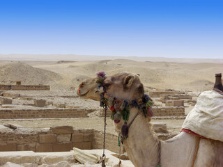 Egypte, chameau sur le site de Saqqarah 