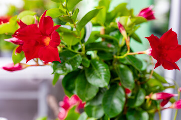 Red flowers of Dipladenia, Mandevilla sanderi. Close up