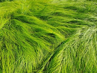 green grass background
