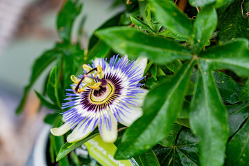 Bluecrown Passionflower close up. Exotic flowers selective focus.