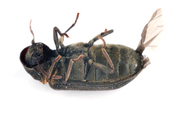 Common Death Watch Beetle (Hadrobregmus pertinax, Anobium pertinax), dead adult on the back on a white background.