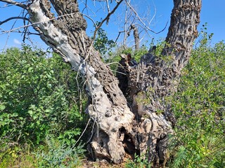 tree trunk with roots