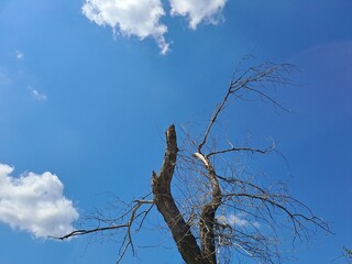 tree against sky