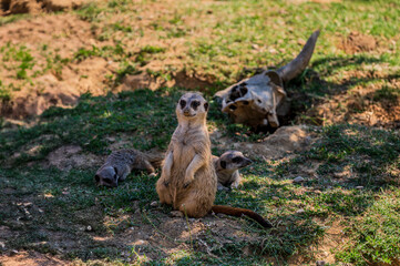 Spectacular photos of meerkats, alone or in groups.
