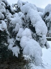 Lots of snow on the pine tree