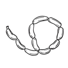 Sausages chain isolated bunch of meat food. Vector pork or beef frankfurter sausage